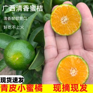 广西桂林清香蜜橘青绿皮小桔子当季新鲜酸甜水果非茶橘沃青龙橘子
