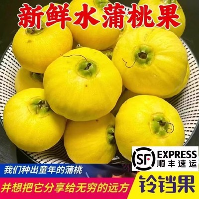 顺丰现摘水蒲桃新鲜水果叮当果水葡萄铃铛果蒲桃自种优质水果现货