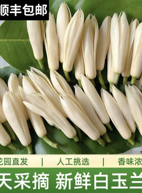 精心挑选新鲜采摘玉兰花白玉兰花黄桷兰花自然清香新鲜黄果兰缅桂