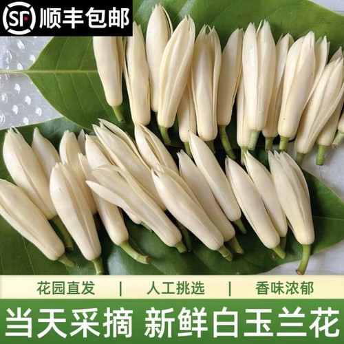 精心挑选新鲜采摘玉兰花白玉兰花黄桷兰花自然清香新鲜黄果兰缅桂