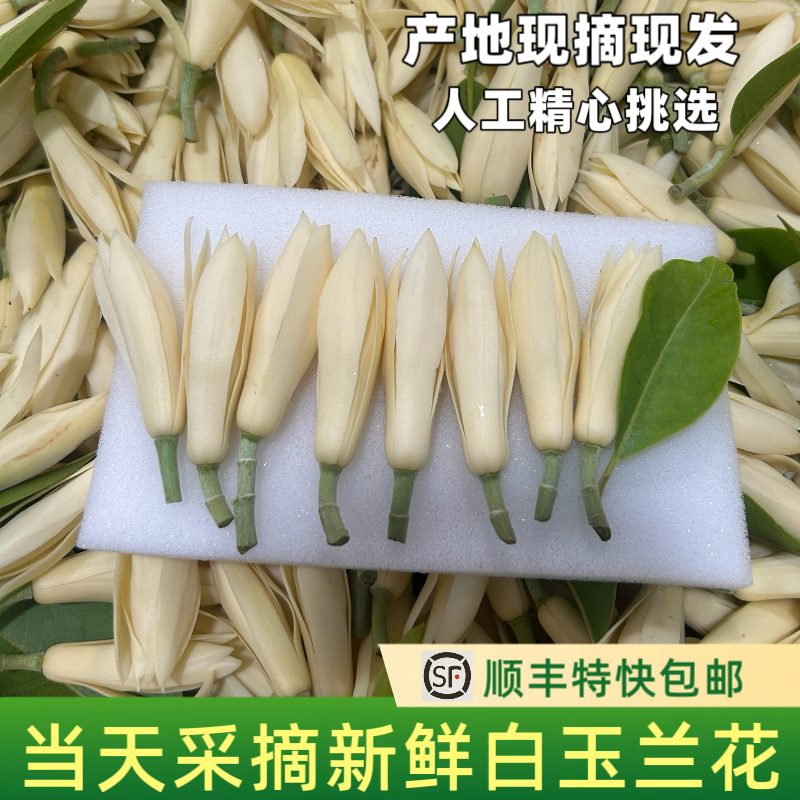 白兰花鲜花新鲜采摘白玉兰花朵佩戴香味浓郁现摘黄角兰鲜花黄果兰