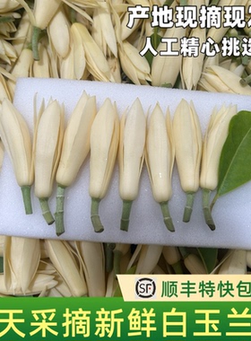 白兰花鲜花新鲜采摘白玉兰花朵佩戴香味浓郁现摘黄角兰鲜花黄果兰