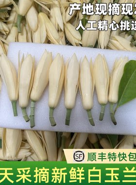 白兰花鲜花新鲜采摘白玉兰花朵佩戴香味浓郁现摘黄角兰鲜花黄果兰