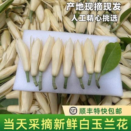 白兰花鲜花新鲜采摘白玉兰花朵佩戴香味浓郁现摘黄角兰鲜花黄果兰