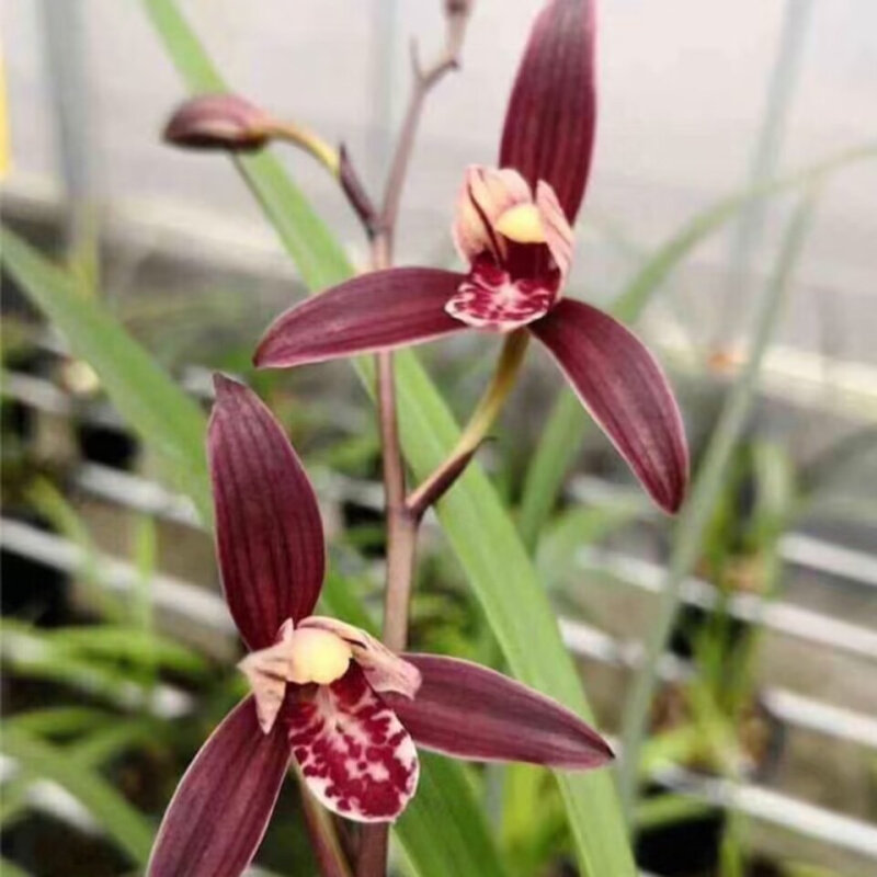 翁源兰花苗四季建兰高端铭品色花红花年年红老种荷瓣好养室内绿植