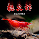 黑壳虾除藻观赏虾淡水鱼缸小虾清洁工具家养彩色鲜活极火虾水晶虾