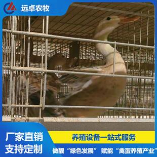 H型框架蛋鸭养殖 湖北武汉自动捡蛋喂料全自动四层叠立体式蛋鸭笼