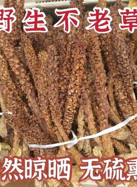 东北不老草真品草苁蓉新鲜虎鞭草特级天然野生煲汤泡酒包邮