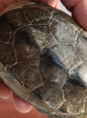 乌龟壳中药材龟背甲250克 生龟甲壳龟上甲 乌龟上壳龟盖 可磨粉