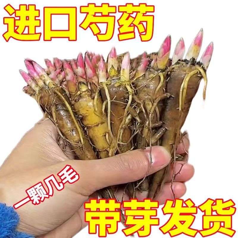 重瓣芍药花卉四季芍药根块花卉客土壤覆盖物