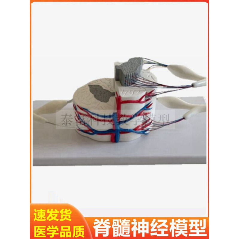 脊髓神经模型 神经元 突触 神经细胞结构 髓鞘 反射弧膜 生理神经