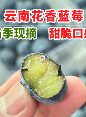 当季云南花香蓝莓鲜果小懒杯L25脆纯甜特大新鲜水果孕妇礼盒杯装