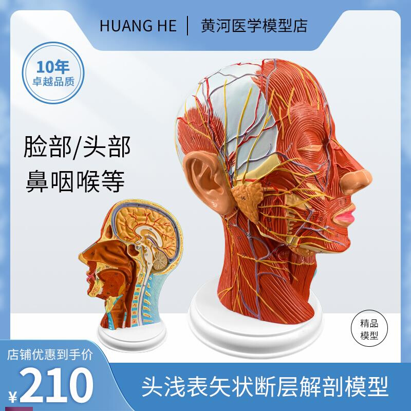 头部矢状断层解剖头颈部解剖A耳鼻喉科模型大脑模型头浅表模