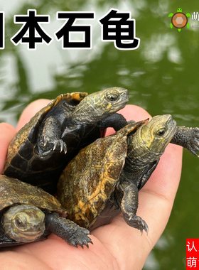 萌龟饲家纯种日本石龟外塘冷水