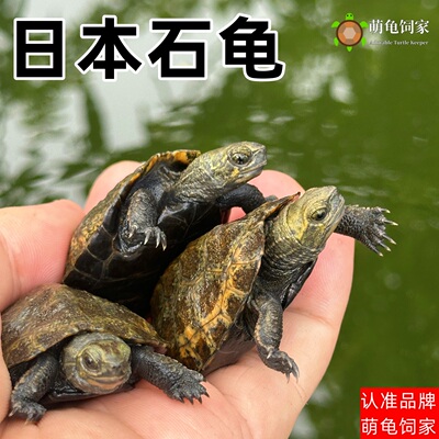 萌龟饲家纯种日本石龟外塘冷水