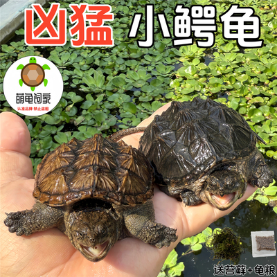 萌龟饲家北美小鳄龟凶猛杂佛情侣