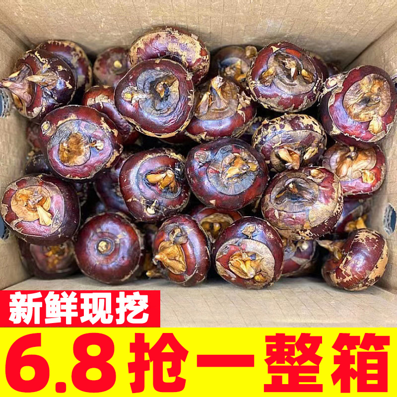 【农家特产】新鲜现挖荸荠精选