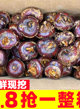 马蹄荸荠新鲜现挖5斤水果蔬菜脆甜多汁农家特产珍珠马蹄地梨整箱