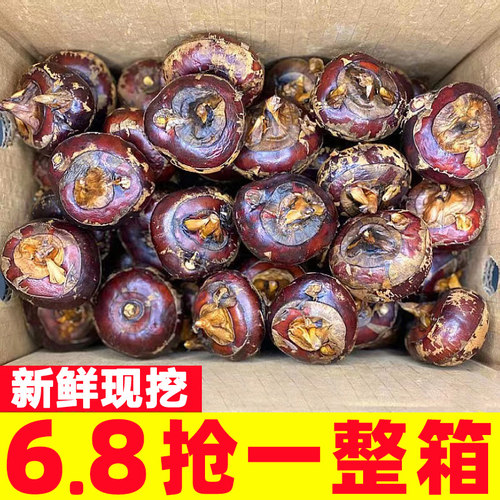 【农家特产】新鲜现挖荸荠精选