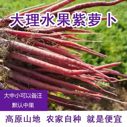 云南大理紫色手指胡萝卜新鲜现挖现发生吃花青素紫皮胡萝卜3斤5斤