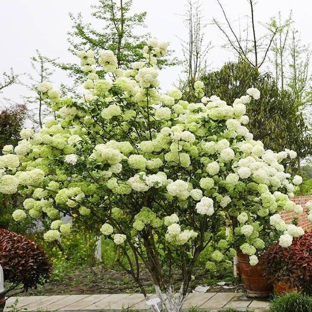 四季耐寒乔木绣球花 中华木绣球大花斗球 阳台绿植盆栽庭院地栽