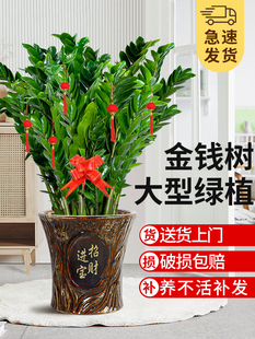 金钱树客厅大花盆室内盆栽植物乔迁开业送礼绿植钱串子招财花卉