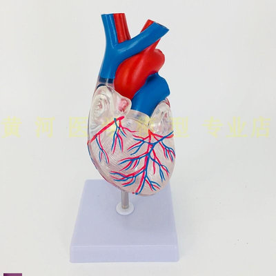 经典心脏与心传导系统模型x人体透明内脏器官心脏传导解剖模