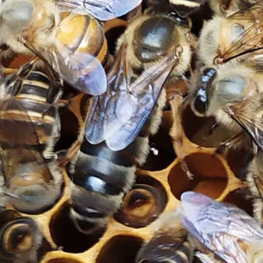 中华蜜蜂王土蜂峰中蜂群阿坝开产蜂活体带箱包邮优质子脾包活开票