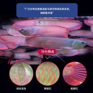 速发七彩银龙鱼活体龙鱼苗热带淡水观赏鱼中大小型风X水鱼红龙鱼