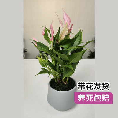 【名花巧匠】高端进口粉掌莉莉室内小绿植物红掌盆栽特级火鹤丽丽