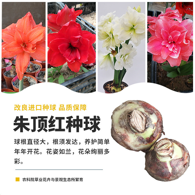 农科院朱顶红花卉种球种子籽重瓣大球阿弗雷芭蕾舞后双王阳台盆栽