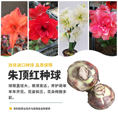农科院朱顶红进口种球阳台盆栽