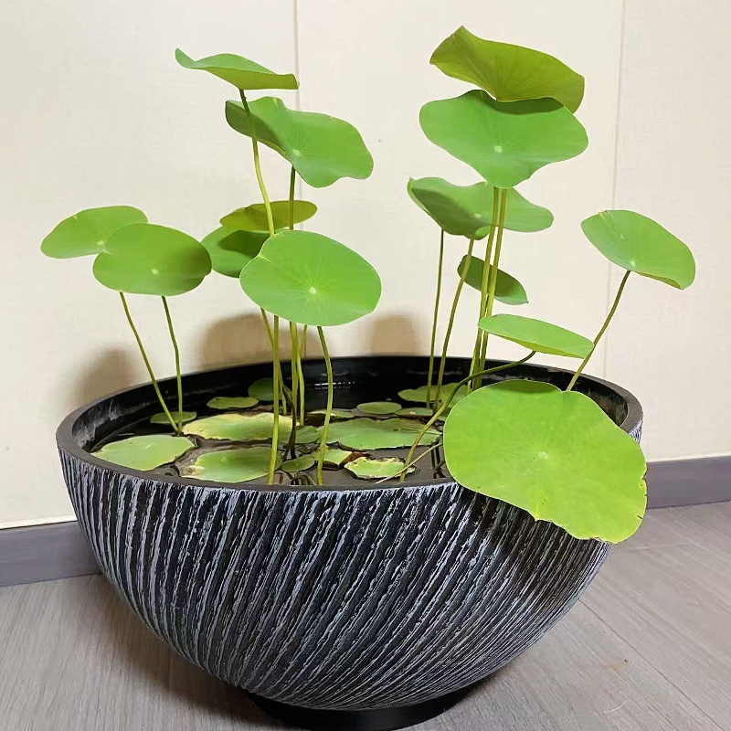 碗莲盆水培睡莲花盆塑钢宝家用植物花器花盆田园风庭院落地花卉