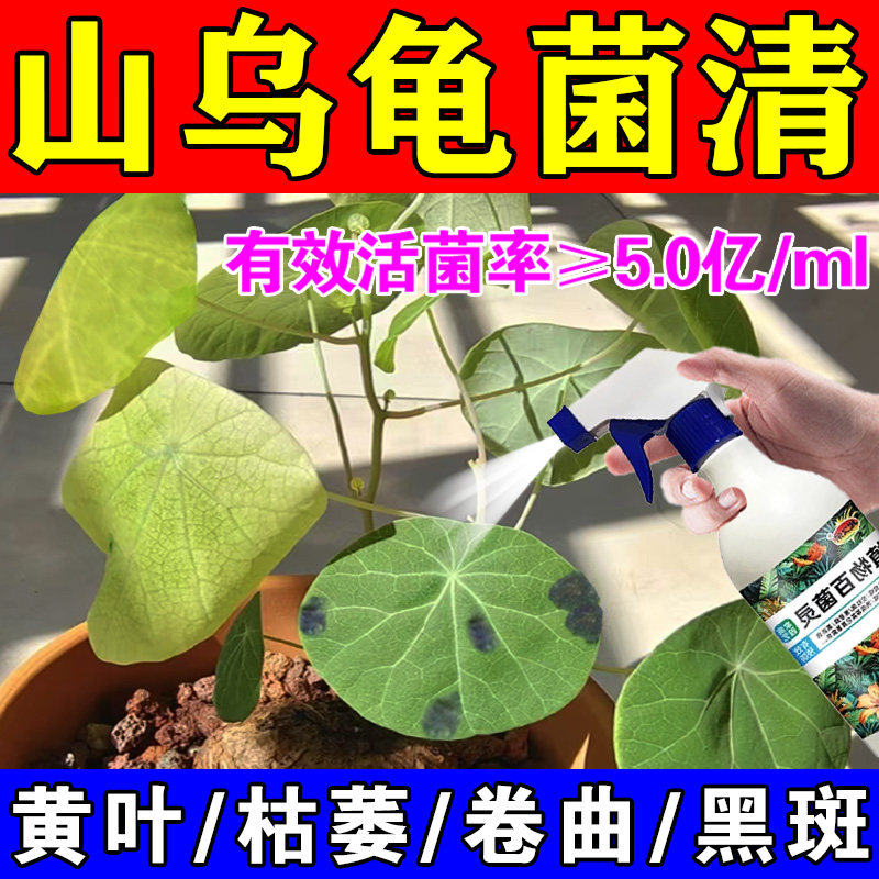 山乌龟营养液水培金不换黄叶黑斑卷曲干 干枯掉叶烂根促生长专用,鲜花速递/花卉仿真/绿植园艺,家庭园艺肥料,淘宝优惠券,粉丝福利购,淘宝优惠卷