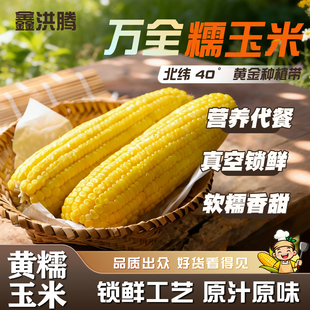 鑫洪滕万全黄糯玉米早餐玉米黄玉米甜玉米软糯香甜玉米真空装玉米