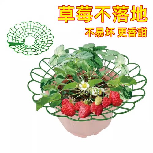 草莓托果网支架架方形草莓盆栽种植架子花架家庭秧苗支撑架防腐烂