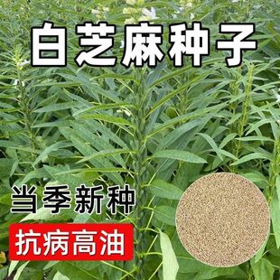 【白芝麻种子】当季新种抗病高油农家庭院优质芝麻种籽蔬菜种子