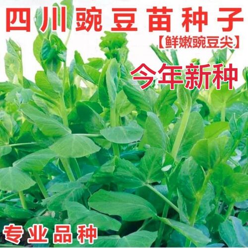无须豌豆苗种种子专吃苗菜碗豆