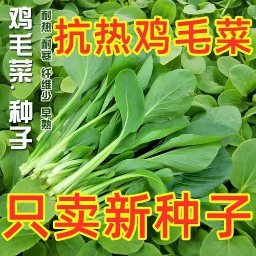 四季速生鸡毛菜种子蔬菜种子
