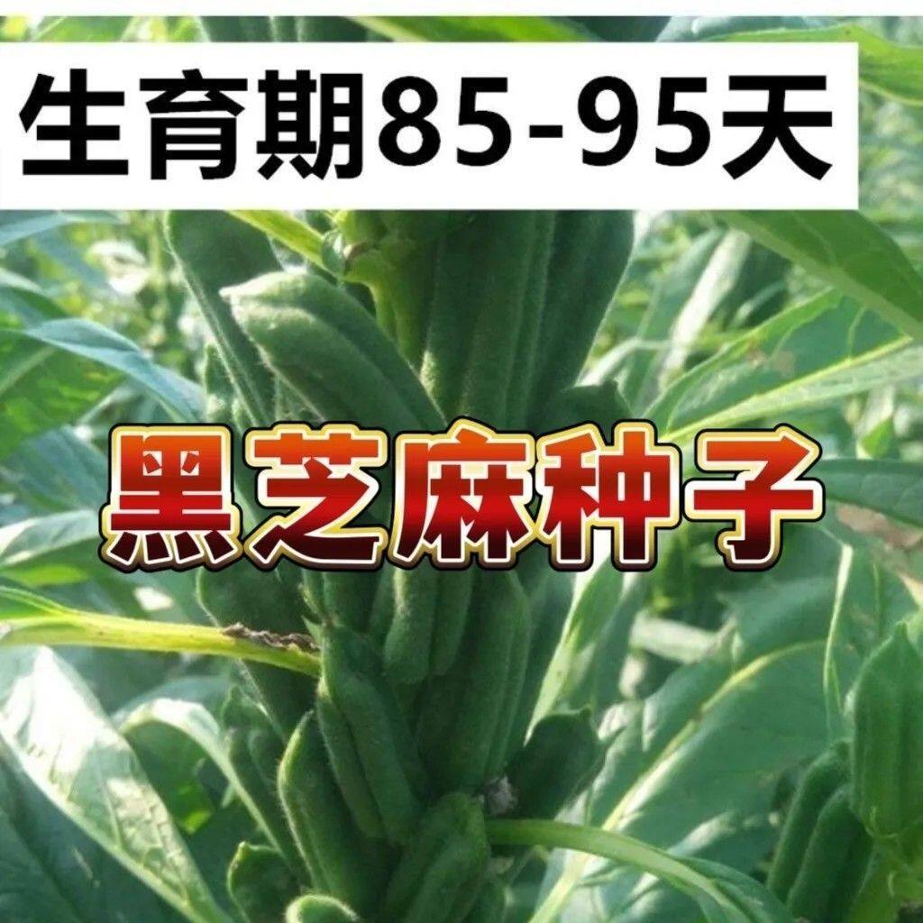 黑芝麻种子农科院养生黑芝麻优质非转基因春秋黑芝麻种子蔬菜种子