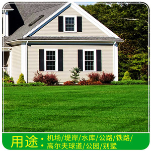 进口草坪种子 日本结缕草草籽 细叶结缕草种子 沟叶结缕草种子