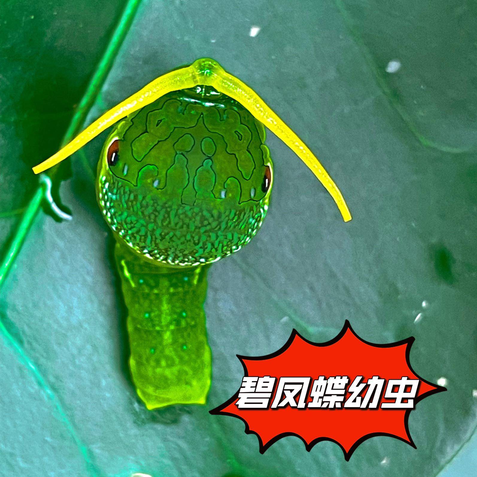 蝴蝶幼虫 科普饲养小宠物 美凤蝶 碧凤蝶幼虫 奇异宠物