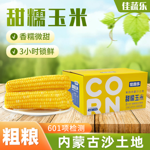 佳蔬乐低脂黄糯玉米新鲜现摘真空包装 内蒙古黏玉米非转基因八根