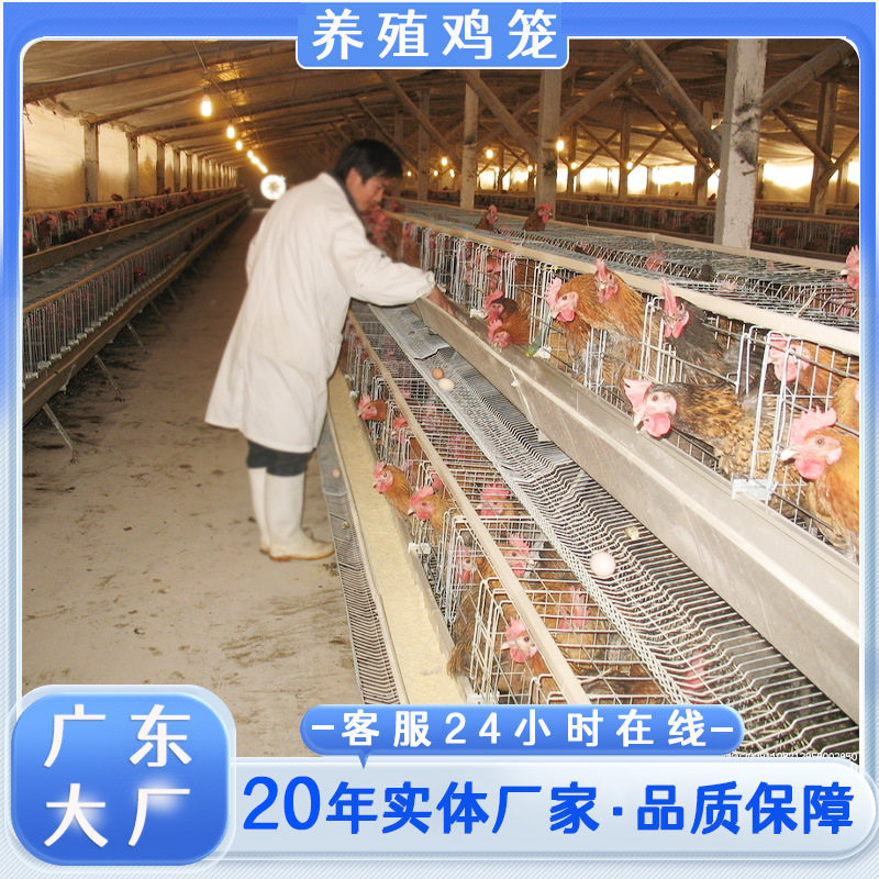 广东蛋鸡笼生产厂家鸡舍家用自动滚蛋养殖笼阶梯式蛋鸡笼养鸡设备