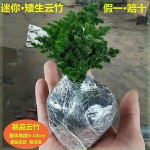 新疆包邮唐山矮生云竹文竹云松竹办公室内好养绿植桌面长青小桌面