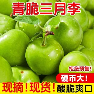 现货李子新鲜水果三月李青李珍珠李当季酸脆小果早熟钱排青李