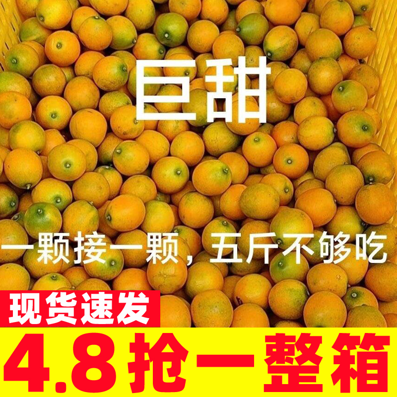 桂林脆皮金桔广西小金桔