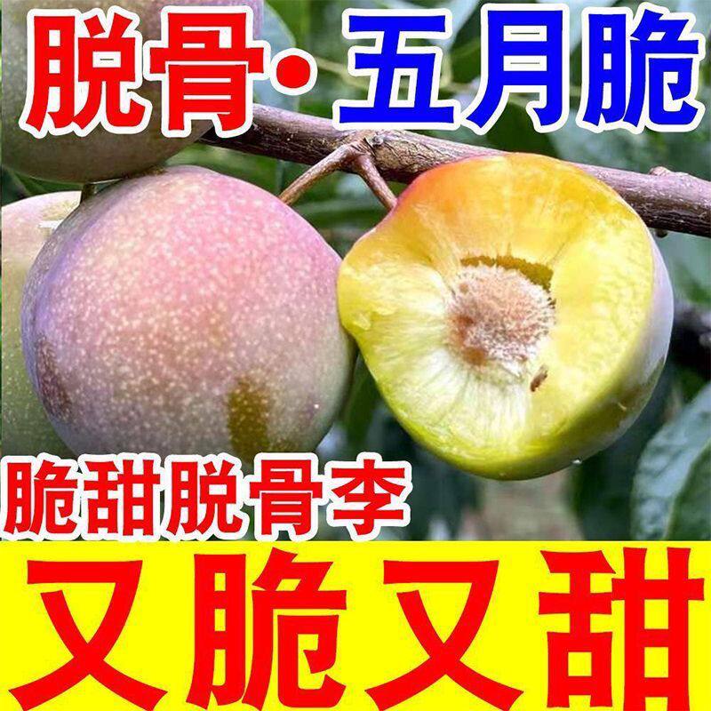 脆红李子新鲜水果当季珍珠青