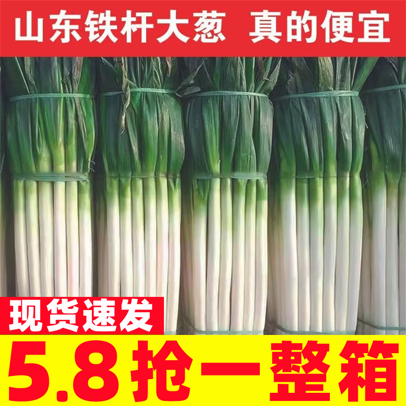 大葱章丘大葱新鲜铁杆长葱