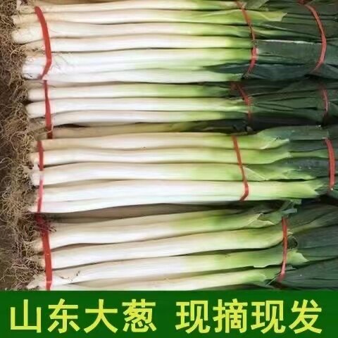 山东章丘大葱新鲜甜葱正宗特级
